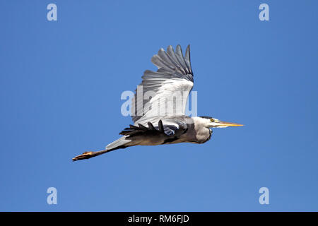 Grat Reiher über den Fluss Douro im Norden von Portugal Fliegen gegen deep blue sky Stockfoto