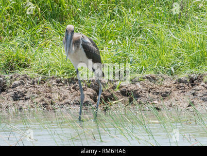 Junge schwarze-ausschnitt Stork, Jabiru, waten durch die native Feuchtgebiet Gräser im Corroboree Billabong im Northern Territory von Australien Stockfoto