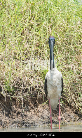 Vorderansicht des großen jabiru an den Ufern an der Corroboree Billabong im Northern Territory von Australien Stockfoto