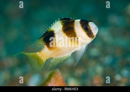 Schwarz-Gebändert Riffbarsche, Amblypomacentrus breviceps, Pantai Parigi Tauchplatz, der Lembeh Straße, Sulawesi, Indonesien Stockfoto