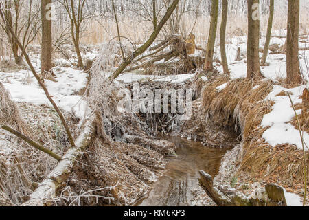 Europäische Beaver Dam auf dem Wald stream im Winter Stockfoto