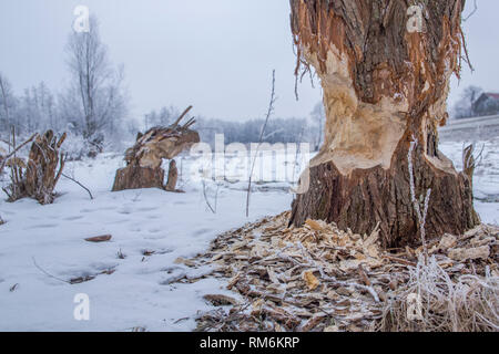 Die Baumstämme, die von europäischen Biber Schnitt auf die Winterlandschaft Stockfoto