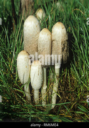 Rechtsanwälte Perücke & shaggy ink Cap (Coprinus comatus) Fruchtkörper caps im Grünland Stockfoto