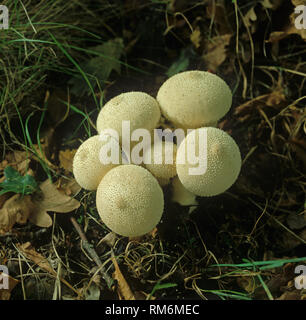Teufel tabaksbeutel oder gemeinsamen puffball (Lycoperdon perlatum) Fruchtkörper Stockfoto