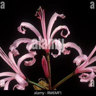 Rosa Guernsey Lily, Cornish, Lily, Kap Blume oder bowden Lily, "Nerine" bowdenii, rosa Blüten von ornamenal bauchigen krautartige Pflanze Stockfoto