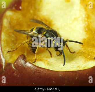 Gemeinsame Wespe (Vespula vulgaris) Erwachsenen auf eine beschädigte Apfel Obst Stockfoto