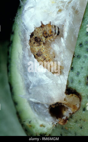 Stachelige bollworm, Earias insulana, Caterpillar Schädling in geöffnet beschädigt Baumwolle Boll Stockfoto