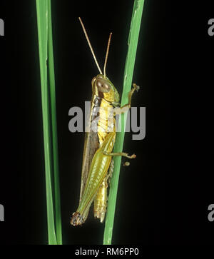 Kurze-horned Grasshopper (Oxya hyla Intricata) ein Schädling auf beschädigten Reis Blatt, Luzon, Philippinen