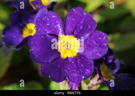 Stiefmütterchen mit Wassertropfen natürliche Stockfoto