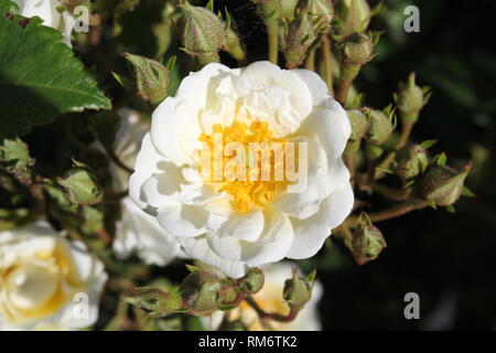 Weiß Rambling Rector Rosen Stockfoto