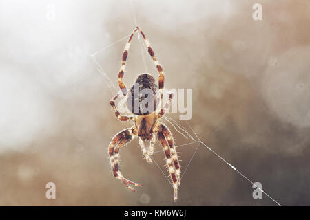 Makroaufnahme der Kreuzspinne Stockfoto