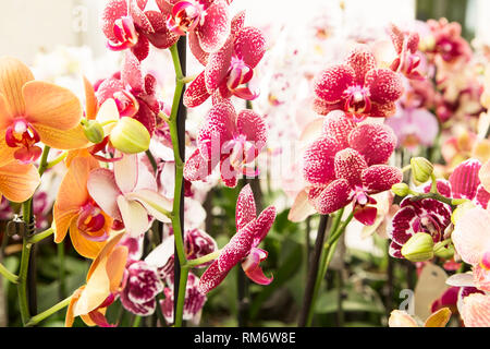 Farbenprächtige Orchideen Nahaufnahme Stockfoto