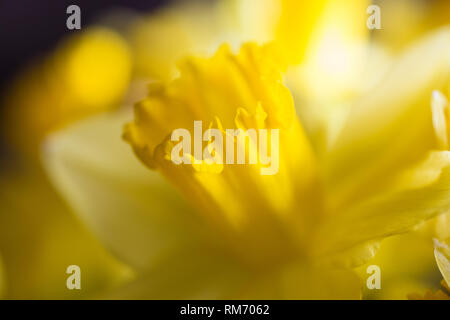 Nahaufnahme der leuchtend gelbe Narzissen im Sonnenschein Stockfoto