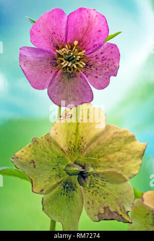 In der Nähe von zwei Blüten einer Christrose, Helleborus, in bunten Pop Art aussehen Stockfoto