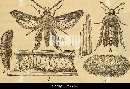 . Jahresbericht des Regenten. New York State Museum, Wissenschaft. Schädliche und nützliche Insekten 25 46 Squash Rebe - Borer (Melittia satyriniformis). Welken eine oder mehrere Läufer wird durch eine weißliche Raupen bohren in die Stammzellen in der Nähe der Wurzel verursacht. Die übergeordnete Insekt ist eine schöne, klare winged Moth mit bräunlich schwarz Vorderflügel, transparent. Abb. 38 Squash Weinstock borer: Eine männliche Motte;&amp; weibliche Motte mit Flügeln wie in Ruhestellung gefaltet; c Eier auf wenig squash Stammzellen; d ausgewachsene Larve im Weinstock; e Puppe;/pupal Zelle - alle erweiterten Ys (nach Chit-tenden, US dep't-Agr., div. Ent., Circ. 38, 2 d. 80109) hind Stockfoto