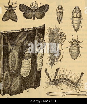 . Jahresbericht des Regenten. New York State Museum, Wissenschaft. Schädliche und nützliche Insekten 17 SHADE TREE SCHÄDLINGE 29 weiß markierten tussock Motte (Notolophus leuco - Stigmatisierung). Schöne Raupen mit drei schwarzen Federn, vier gelbe oder weiße Haarbüschel, ein Korallenriff roten Kopf und Körper gekennzeichnet mit "Schwarz und Gelb, defoliate Rosskastanie, Elm und anderen Bäumen. Der Winter ist in ei Massen mit einer weißen, aufgeschäumter Stoff abgedeckt, die Raupen schlüpfen die letzten Teil. Abb. 21 markierten Weißen tussock Motte: eine Larve;&amp; Weibliche Puppe; c männliche Puppe; d, e männliche Motte; / weiblichen Motte; gr gleichen ovipos Stockfoto