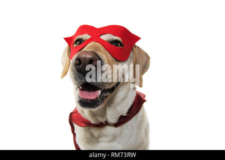 Hund SUPER HERO KOSTÜM. LABRADOR trägt eine rote Maske und Cape. Fasching, Karneval oder Halloween. Isolierte STUDIO SHOT auf weißem Hintergrund. Stockfoto