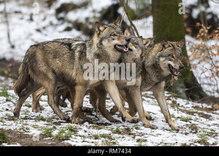 Rudel Wölfe (Canis lupus) im Winter Wald, Neuhaus, Niedersachsen, Deutschland Stockfoto