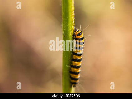 Eine Makroaufnahme eines Zinnober motte Caterpillar auf einem Ragwort Blumenstengel naschen. Stockfoto