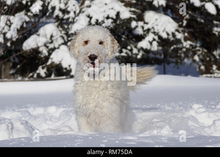 Cute goldendoodle Hund spielen in den kalten Schnee Stockfoto