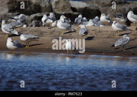 Gruppe von Ring-billed Gull, Larus delawarensis, Rast- und Putzen am Strand Stockfoto