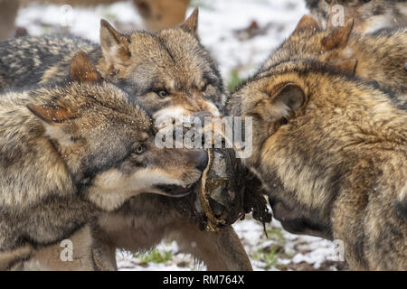 Rudel Wölfe (Canis lupus) mit Beute im Winter Wald, Neuhaus, Niedersachsen, Deutschland Stockfoto