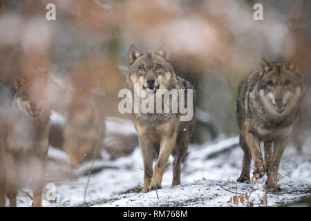 Rudel Wölfe (Canis lupus) im Winter Wald, Neuhaus, Niedersachsen, Deutschland Stockfoto