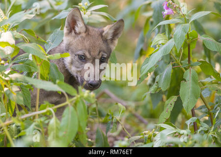 Wolf pup (Canis lupus) im Sommer, Neuhaus, Niedersachsen, Deutschland Stockfoto
