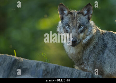Wolf (Canis lupus) im Sommer, Neuhaus, Niedersachsen, Deutschland Stockfoto