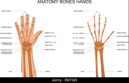 Vector Illustration von Hand Knochen Skelett Anatomie. Stock Vektor