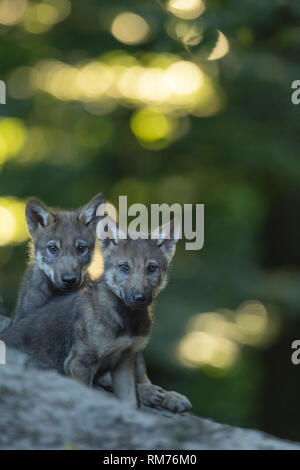 Zwei wolf Pup (Canis lupus) im Sommer, Neuhaus, Niedersachsen, Deutschland Stockfoto