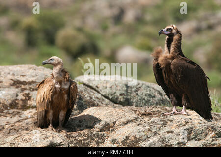 Cinereous Geier, Aegypius monachus und Gänsegeier, Tylose in fulvus, stehend auf einem Felsen Stockfoto