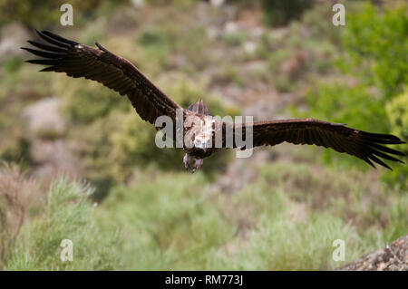 Cinereous Vulture, Aegypius Monachus, im Flug Stockfoto