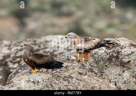 Rotmilan, Milvus milvus, Schwarzmilan, MILVUS MIGRANS, stehend auf einem Felsen Stockfoto