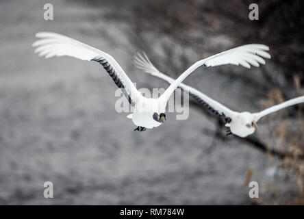 Die rot-gekrönten Kranich im Flug. Wissenschaftlicher Name: Grus japonensis, auch die japanischen Kran oder Mandschurischen Kran genannt. Stockfoto