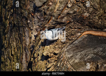 Montreal, Kanada, 10. Februar, 2019. White-breasted Kleiber im Winter. Credit: Mario Beauregard/Alamy leben Nachrichten Stockfoto