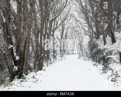 Beadon Woods in Kingsbridge nach dem Tier aus dem Osten struck South Devon. Wie ein weihnachten Postkarte sah. Stockfoto