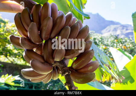 Bündel von süßen roten Bananen hängen an Tropical banana Palm Tree Nahaufnahme Stockfoto
