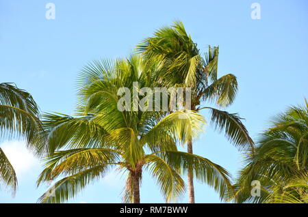 Cocos nucifera Coconut Palm Tree Tops gegen den klaren, blauen Himmel in einem tropischen Lage. Tropischen Palmen um den Pool von Holiday Resort Hotel. Stockfoto