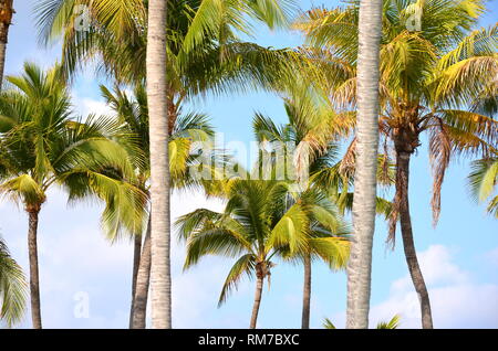 Cocos nucifera Coconut Palm Tree Tops gegen den klaren, blauen Himmel in einem tropischen Lage. Tropischen Palmen um den Pool von Holiday Resort Hotel. Stockfoto