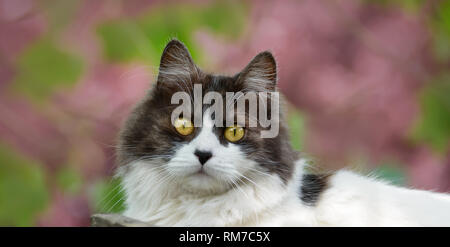 Schwarze und weisse Langhaarkatze mit gelben Augen, ein nettes Portrait vor dunkelrosa Blüten Stockfoto