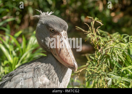 Afrikanische Schuhschnabel, Balaeniceps Rex, auch bekannt als Whalehead oder Schuh-billed Stork, eine seltsame, Storch - wie Vogel in der Reihenfolge Pelecaniformes, Familie Balaen Stockfoto