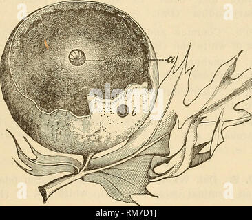 . Jahresbericht einschließlich eines Berichts der Insekten von New Jersey, 1909. Die INSEKTEN VON NEW JERSEY. 599 N. mJnutus Bass. "New Jersey"; Galle am Blattstiel des Blattes von White oak, IV, V (Bt). N. majalis Bass. "New Jersey"; Galle an Blättern weiß und rock Kastanie, Eiche, "Q. alba" und "Q. prinus" V, VI (Bt), N. vesiculus Bass, (affinis Bass.) "New Jersey"; Galle auf Knospen von White oak und Gestrüpp Kastanie Eiche IV, V (Bt). N. gillettei. Bass. Lakehurst, Galle auf blattstielen und Rippen der Blätter der Post Oak (Bt). N. PAL I Ich pes Bass. "New Jersey"; Gall Stockfoto