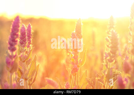 Clary Salbei Pflanze im Garten an einem sonnigen Tag. Bereich der Muskatellersalbei Anlage Stockfoto