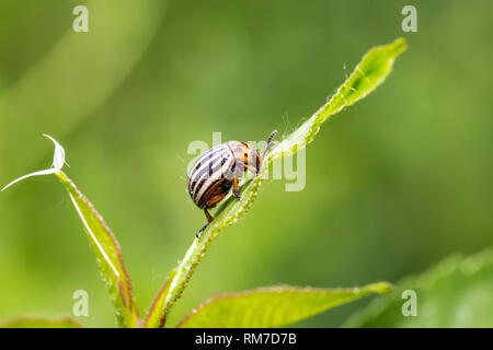 Kartoffelkäfer auf Blätter. Kartoffel Käfer in der Natur, Makro, mit Platz für Text Stockfoto