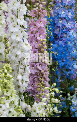 Schöne Delphinium Blumen in voller Blüte schließen up Stockfoto