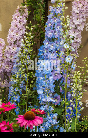 Schöne Delphinium Blumen in voller Blüte schließen up Stockfoto