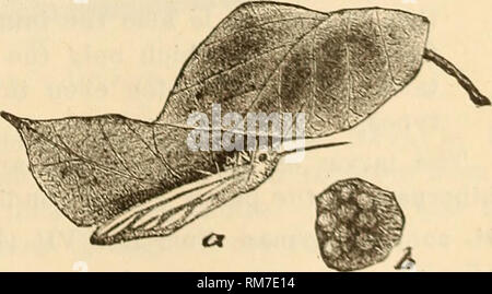 . Jahresbericht einschließlich eines Berichts der Insekten von New Jersey, 1909. Abb. 180. Abb. 179.-- dem Fall Web Worm, Hyphan-Tria cunea: a, b, c, Sorten von Larve; d, e, f, Motte pupse; der normale weiße Form. Abb. 180.- Sorten in der Hyphantria cunea Flügel Markierungen. Abb. 181.- Weiblich Hyphantria ovipositing auf der Unterseite des Blattes; b, eine kleine Gruppe von Eiern, vergrößert. Abb. li. Bitte beachten Sie, dass diese Bilder sind von der gescannten Seite Bilder, die digital für die Lesbarkeit verbessert haben mögen - Färbung und Aussehen dieser Abbildungen können nicht perfekt dem Original ähneln. extrahiert. Neue Stockfoto