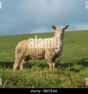 Schafe Stockfoto