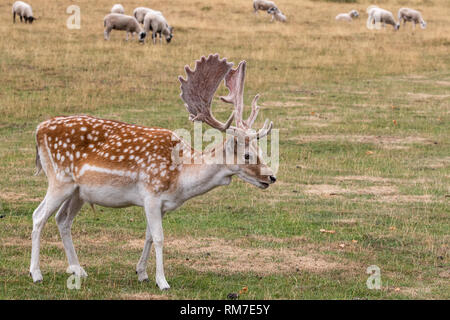 Damwild (Dama Dama) Ernährung in der Wiese Stockfoto